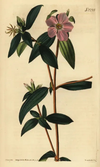 Framed Print : Melastoma osbeckioides Framed Print : Melastoma osbeckioides