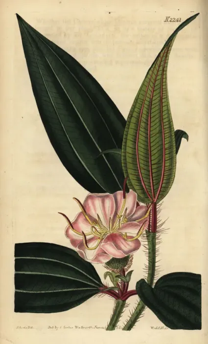 Framed Print : Melastoma sanguineum Framed Print : Melastoma sanguineum