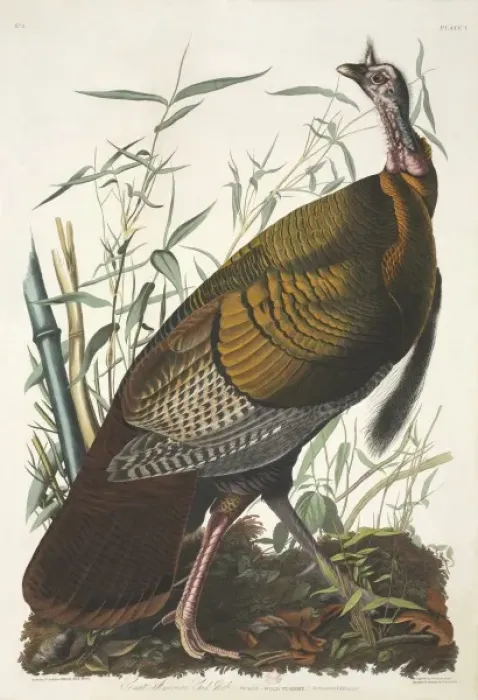 Framed Print : Meleagris gallopavo, wild turkey Framed Print : Meleagris gallopavo, wild turkey