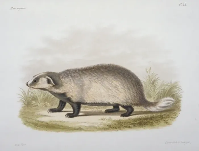 Framed Print : Meles leptorynchus, Eurasian badger Framed Print : Meles leptorynchus, Eurasian badger