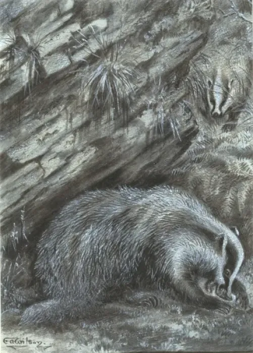 Framed Print : Meles meles, Eurasian badger Framed Print : Meles meles, Eurasian badger