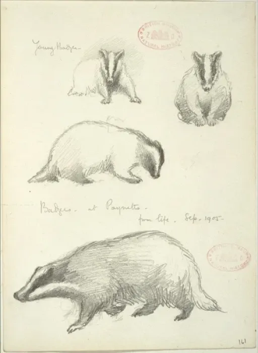 Framed Print : Meles meles, Eurasian badger Framed Print : Meles meles, Eurasian badger
