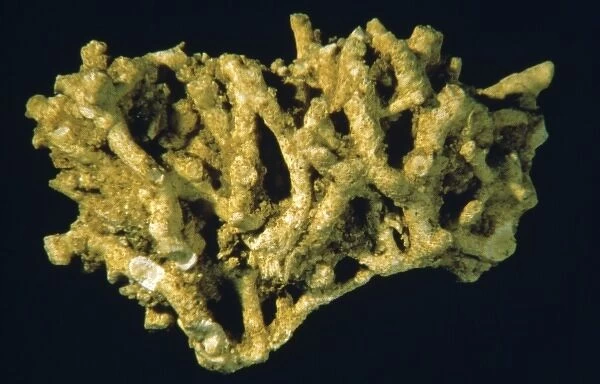 Meliceritites semiclausa, bryozoan