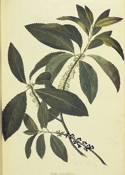 Melicytus ramiflorus, whitey wood tree