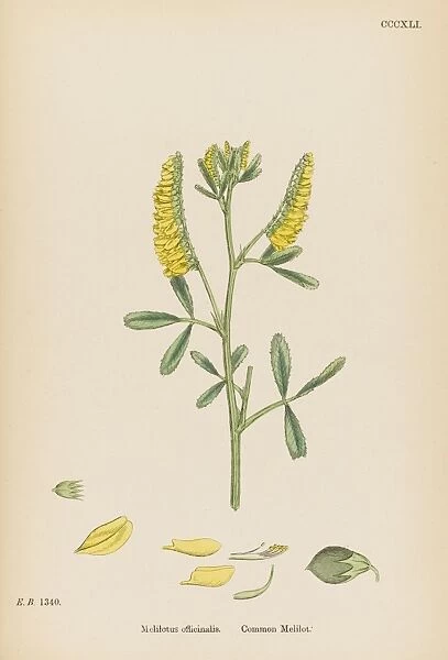 Melilotus Officinalis