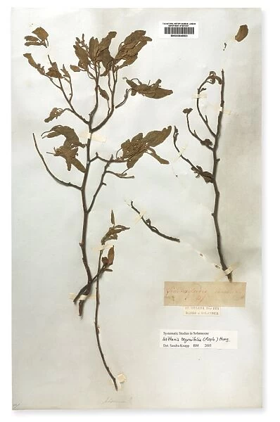 Mellissia begonifolia, St. Helena boxwood