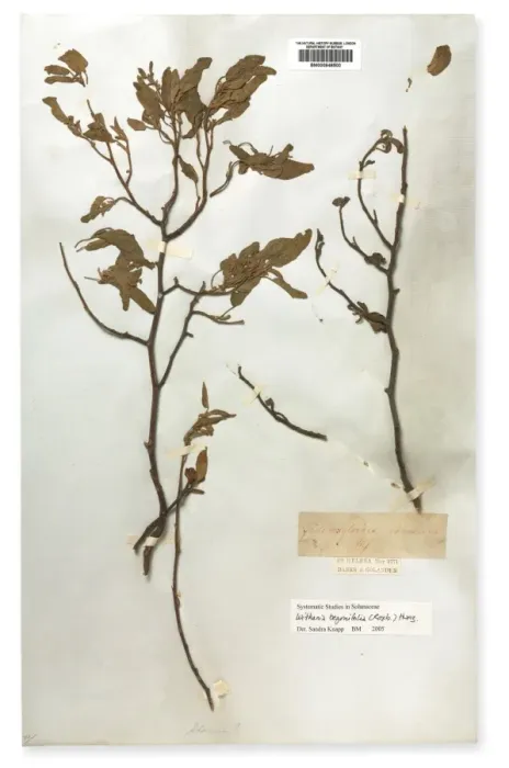 Framed Print : Mellissia begonifolia, St. Helena boxwood Framed Print : Mellissia begonifolia, St. Helena boxwood