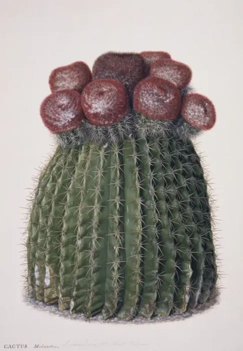 Framed Print : Melocactus caroli-linnaei, melocactus