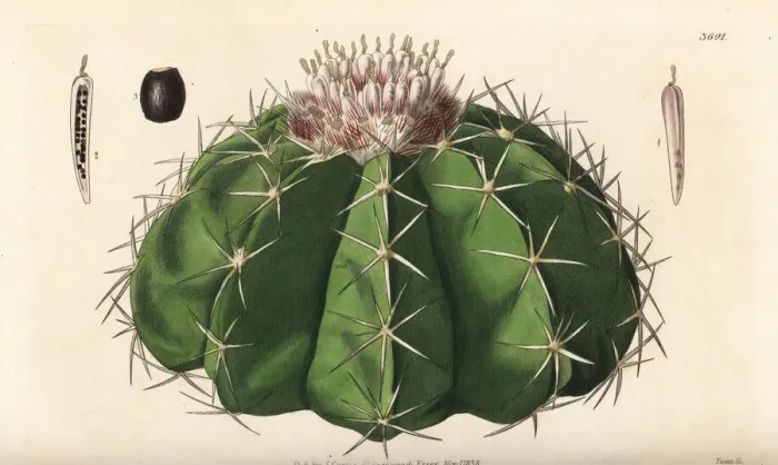 Framed Print : Melocactus violaceus, vulnerable Framed Print : Melocactus violaceus, vulnerable