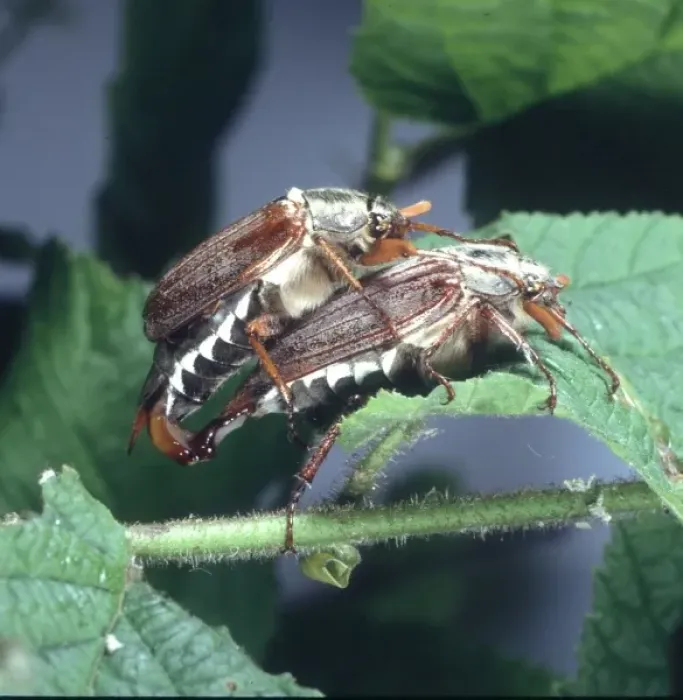 Framed Print : Melolontha melolontha, mating cockchafers
