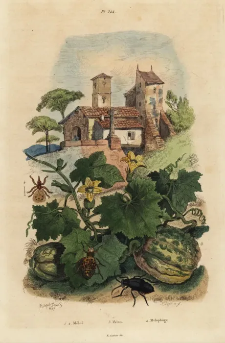 Framed Print : Melon, oil beetle and sheep ked Framed Print : Melon, oil beetle and sheep ked