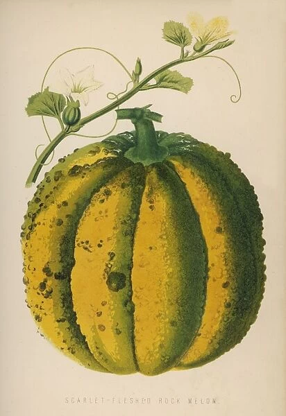Melon Scarlet 1871