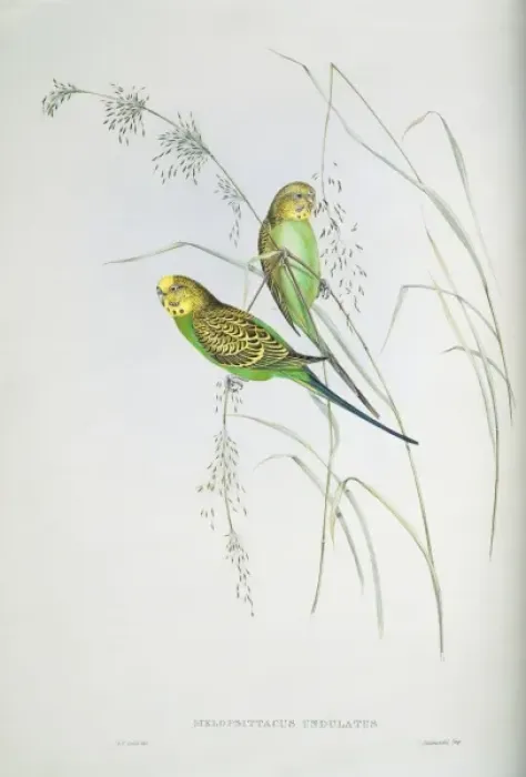 Framed Print : Melopsittacus undulatus, budgerigar Framed Print : Melopsittacus undulatus, budgerigar