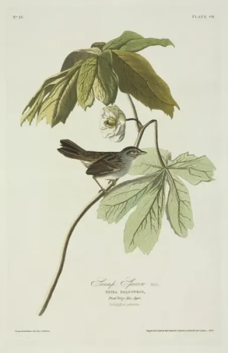 Framed Print : Melospiza georgiana, swamp sparrow Framed Print : Melospiza georgiana, swamp sparrow