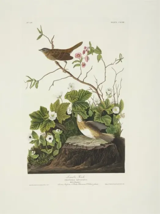 Framed Print : Melospiza lincolnii, Lincolns sparrow Framed Print : Melospiza lincolnii, Lincolns sparrow
