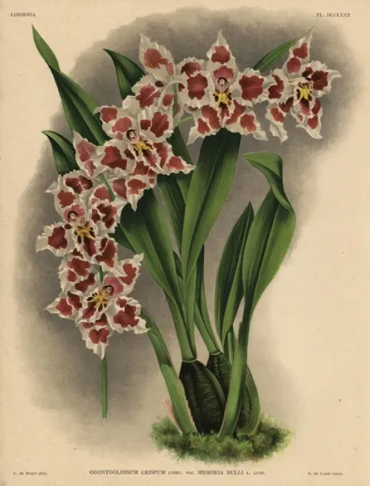 Framed Print : Memoria Bulli variety of Odontoglossum crispum orchid Framed Print : Memoria Bulli variety of Odontoglossum crispum orchid