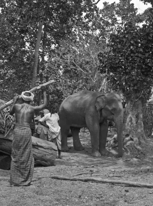 Framed Print : Men with baby elephant, Sri Lanka Framed Print : Men with baby elephant, Sri Lanka