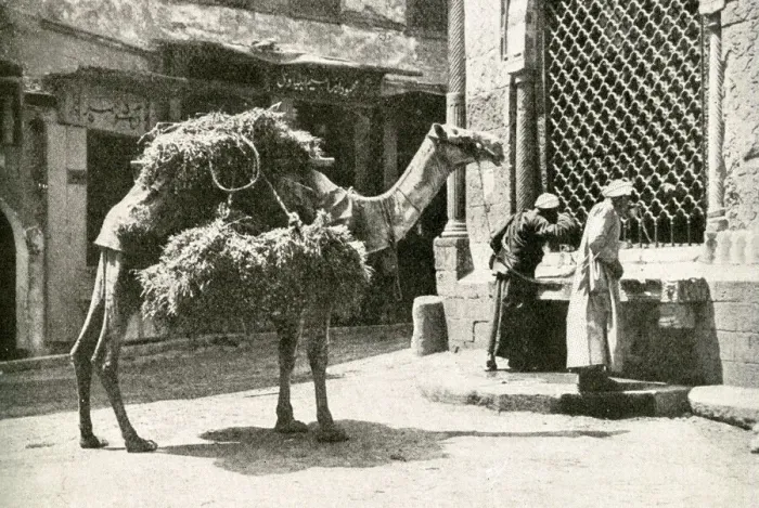 Framed Print : Men and camel at a fountain, Cairo, Egypt Framed Print : Men and camel at a fountain, Cairo, Egypt