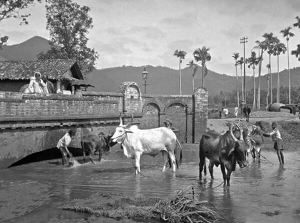 Men with cattle at Gampola, Sri Lanka