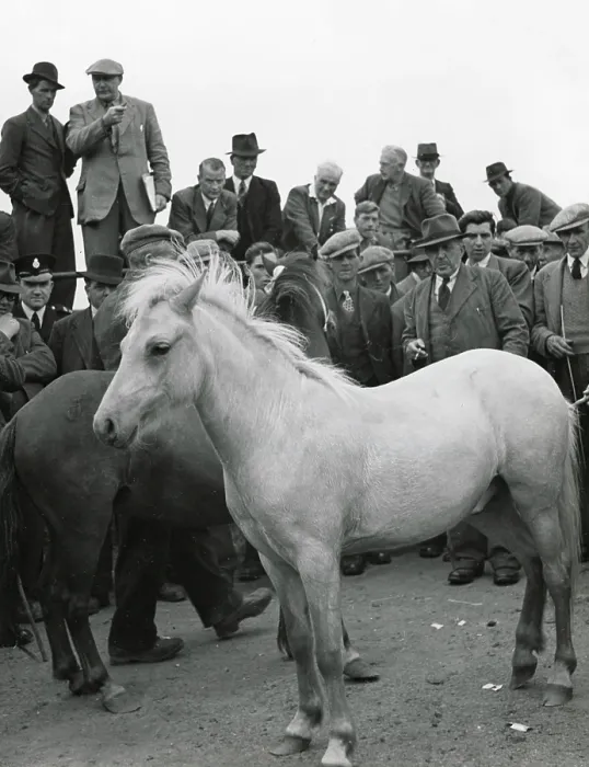 Framed Print : Men inspecting horses at an auction at Sennybridge, Brecon, Wales. Date: 1930s Framed Print : Men inspecting horses at an auction at Sennybridge, Brecon, Wales. Date: 1930s