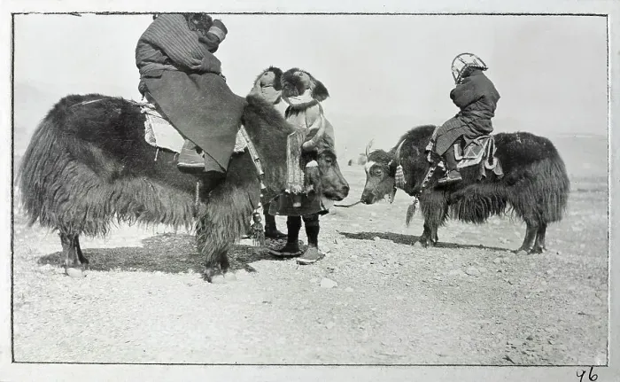 Framed Print : Men riding yaks, from a fascinating album which reveals new details on a little-known campaign in which a British military force brushed aside Tibetan defences to capture Lhasa, in 1904 Framed Print : Men riding yaks, from a fascinating album which reveals new details on a little-known campaign in which a British military force brushed aside Tibetan defences to capture Lhasa, in 1904