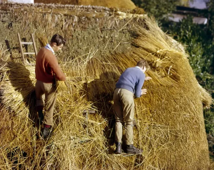 Framed Print : Two men thatching a roof Framed Print : Two men thatching a roof