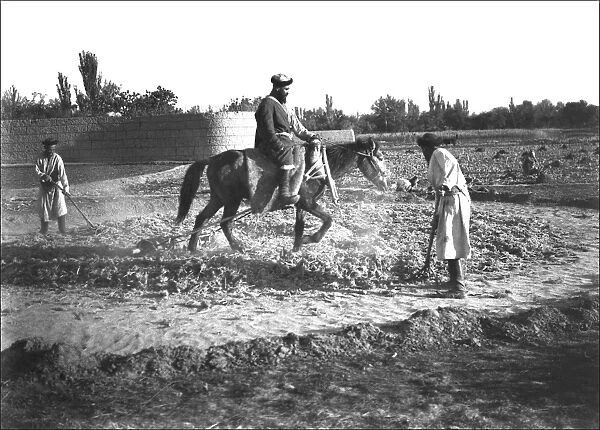 Men training a horse, Kashgar, western China