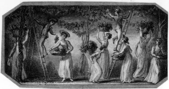 Framed Print : Men and women picking fruit in an orchard Framed Print : Men and women picking fruit in an orchard