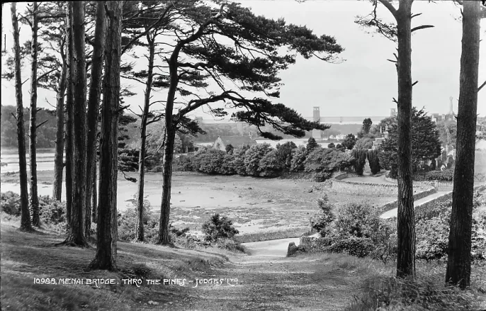 Framed Print : Menai Bridge Through the Pines Framed Print : Menai Bridge Through the Pines