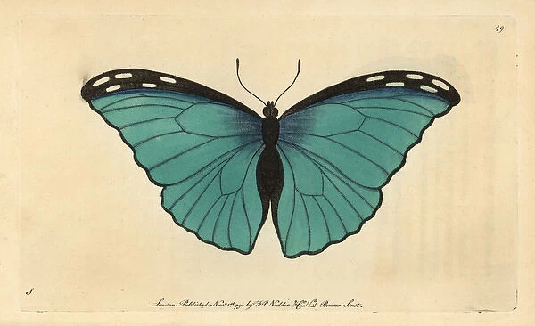 Menelaus Blue Morpho butterfly, Morpho menelaus