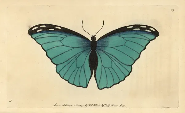 Menelaus Blue Morpho Butterfly Print, 1800. Art Prints, Posters