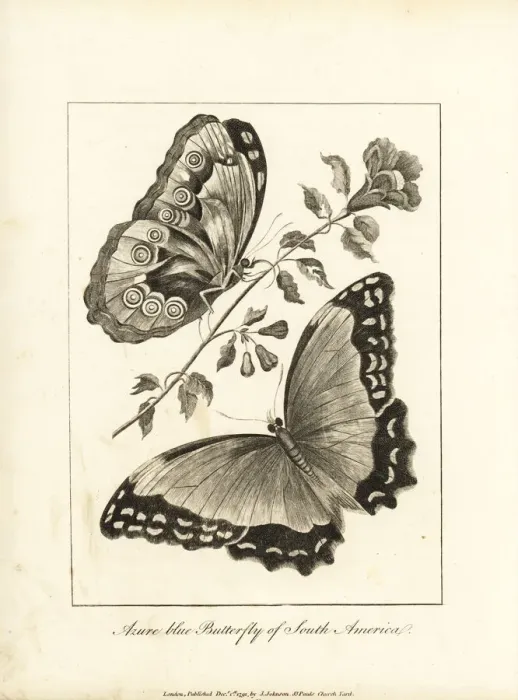 Framed Print : Menelaus blue morpho, Morpho menelaus Framed Print : Menelaus blue morpho, Morpho menelaus