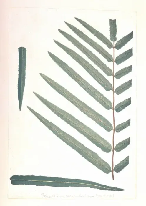Framed Print : Meniscium reticulatum, giant reticulated fern Framed Print : Meniscium reticulatum, giant reticulated fern