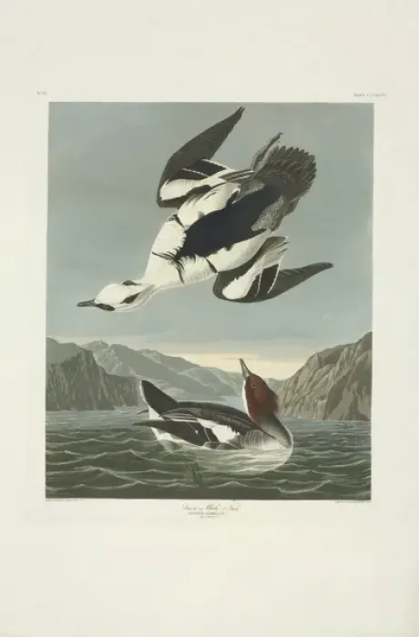 Framed Print : Mergellus albellus, smew Framed Print : Mergellus albellus, smew