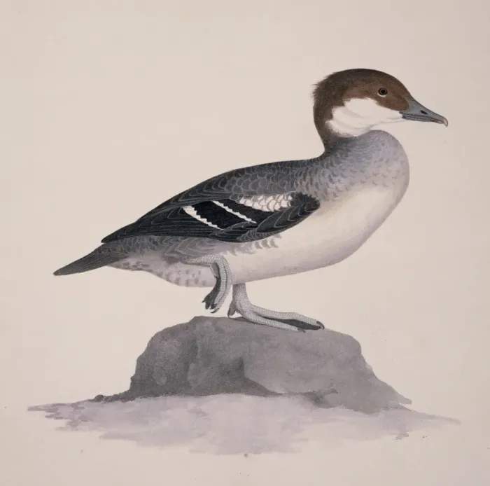 Framed Print : Mergellus albellus, smew Framed Print : Mergellus albellus, smew