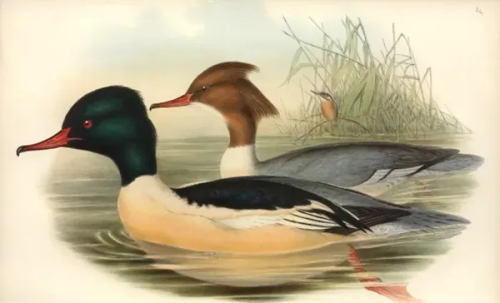 Framed Print : Mergus merganser, goosander, Alcedo atthis, common kingfishe Framed Print : Mergus merganser, goosander, Alcedo atthis, common kingfishe