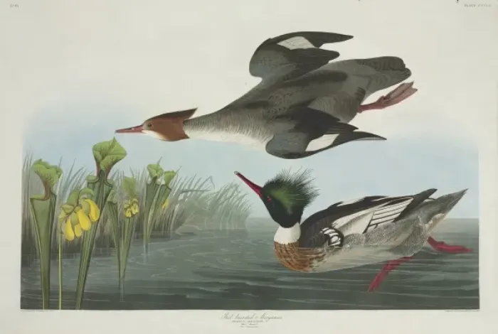 Framed Print : Mergus serrator, red-breasted merganser Framed Print : Mergus serrator, red-breasted merganser