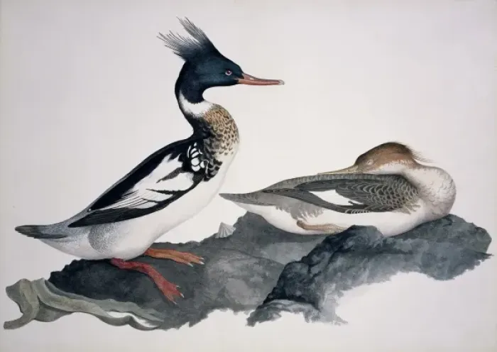 Framed Print : Mergus serrator, red-breasted merganser Framed Print : Mergus serrator, red-breasted merganser