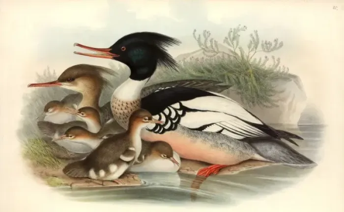 Framed Print : Mergus serrator, red-breasted merganser Framed Print : Mergus serrator, red-breasted merganser