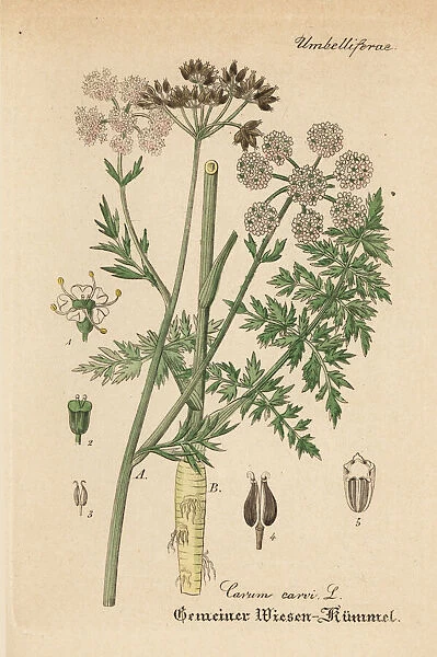 Meridian fennel or Persian cumin, Carum carvi