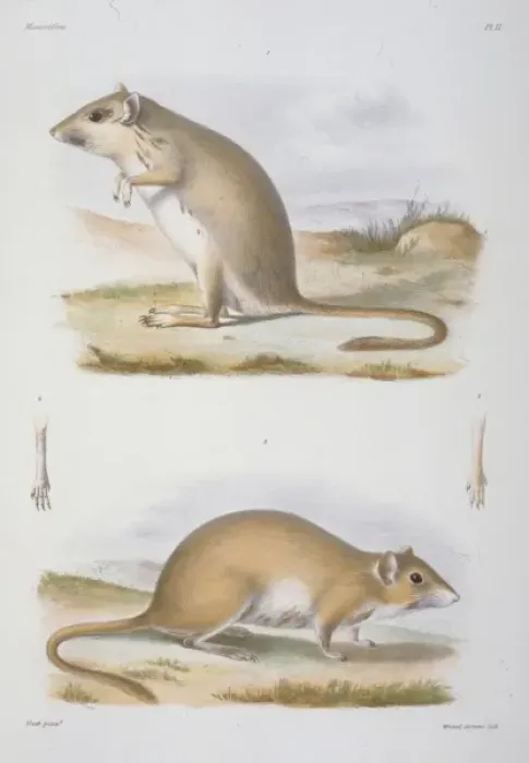Framed Print : Meriones unguiculatus, Mongolian jird Framed Print : Meriones unguiculatus, Mongolian jird