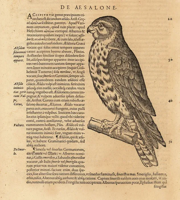 Framed Print : Merlin, Falco columbarius Framed Print : Merlin, Falco columbarius