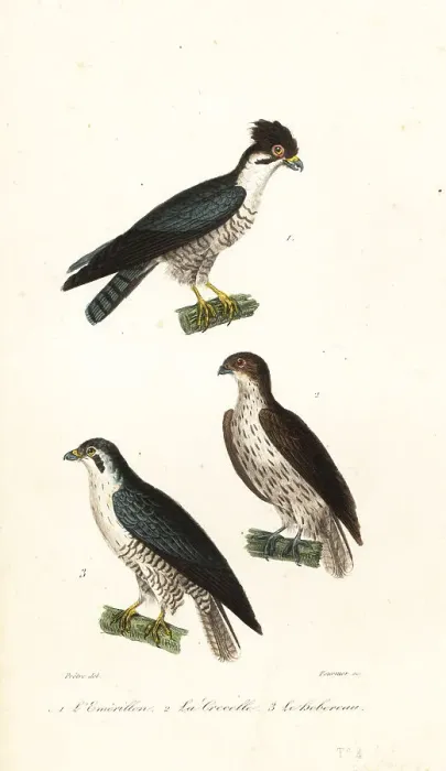 Framed Print : Merlin, Falco columbarius aesalon 1 Framed Print : Merlin, Falco columbarius aesalon 1