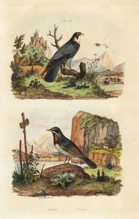 Framed Print : Merlin, Falco columbarius, and Moltonis warbler Framed Print : Merlin, Falco columbarius, and Moltonis warbler