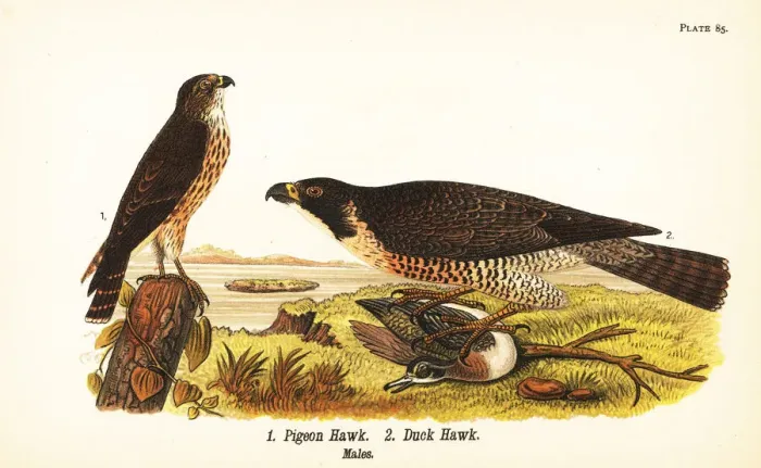 Framed Print : Merlin and peregrine falcon Framed Print : Merlin and peregrine falcon