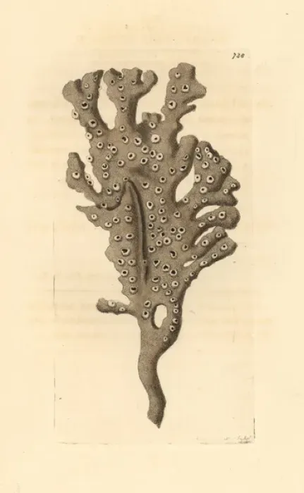 Framed Print : Mermaids glove or finger sponge, Haliclona oculata Framed Print : Mermaids glove or finger sponge, Haliclona oculata