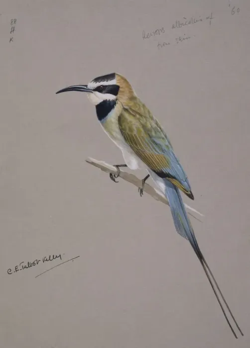 Framed Print : Merops albicollis, white-throated bee-eater Framed Print : Merops albicollis, white-throated bee-eater