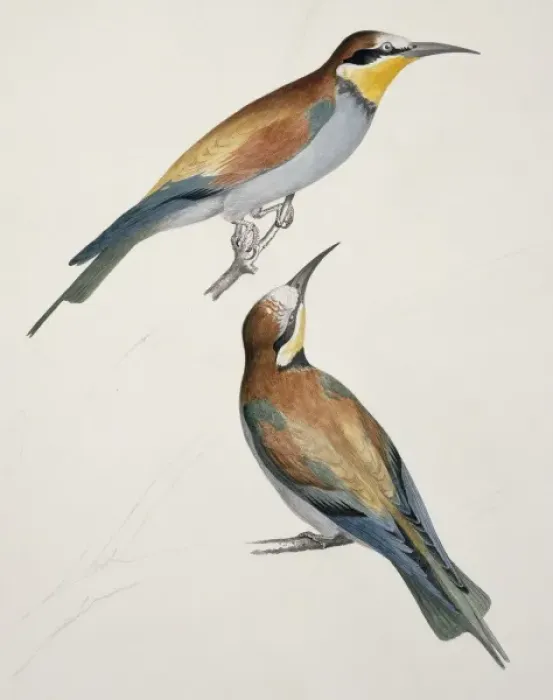 Framed Print : Merops apiaster, European bee-eater Framed Print : Merops apiaster, European bee-eater
