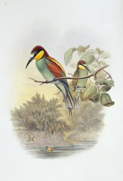 Framed Print : Merops apiaster, European bee-eater Framed Print : Merops apiaster, European bee-eater