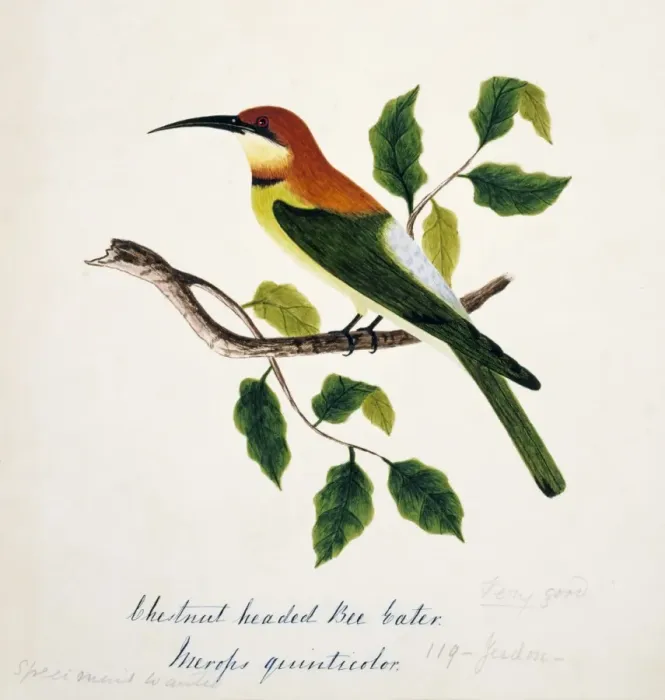 Framed Print : Merops leschenaulti, chestnut-headed bee-eater Framed Print : Merops leschenaulti, chestnut-headed bee-eater
